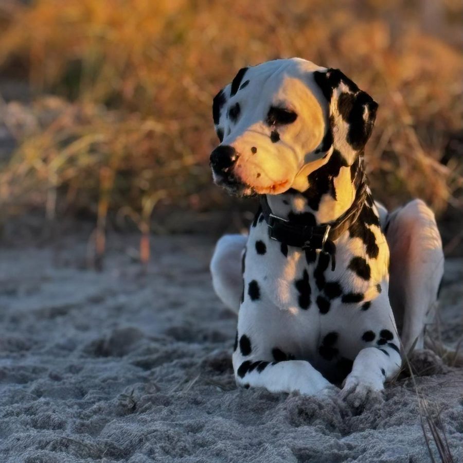 Dalmatiner liegt im Abendlicht im Dünensand