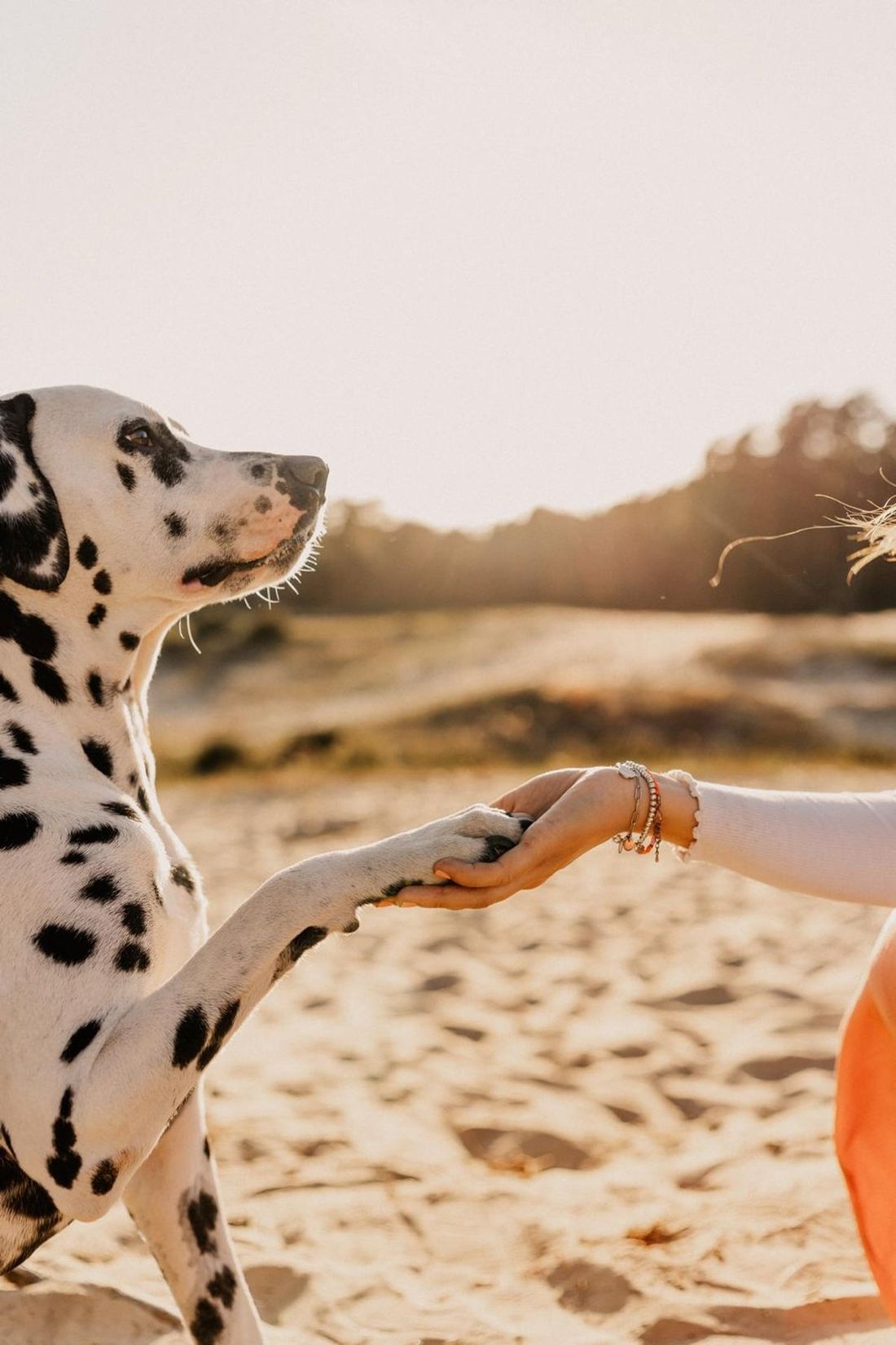 Dalmatiner gibt einer Frau die Pfote in den Dünen, goldenes Abendlicht