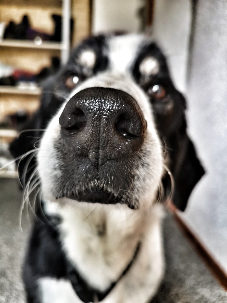 Hund der Bibertaler Hundeschule aus der Nähe