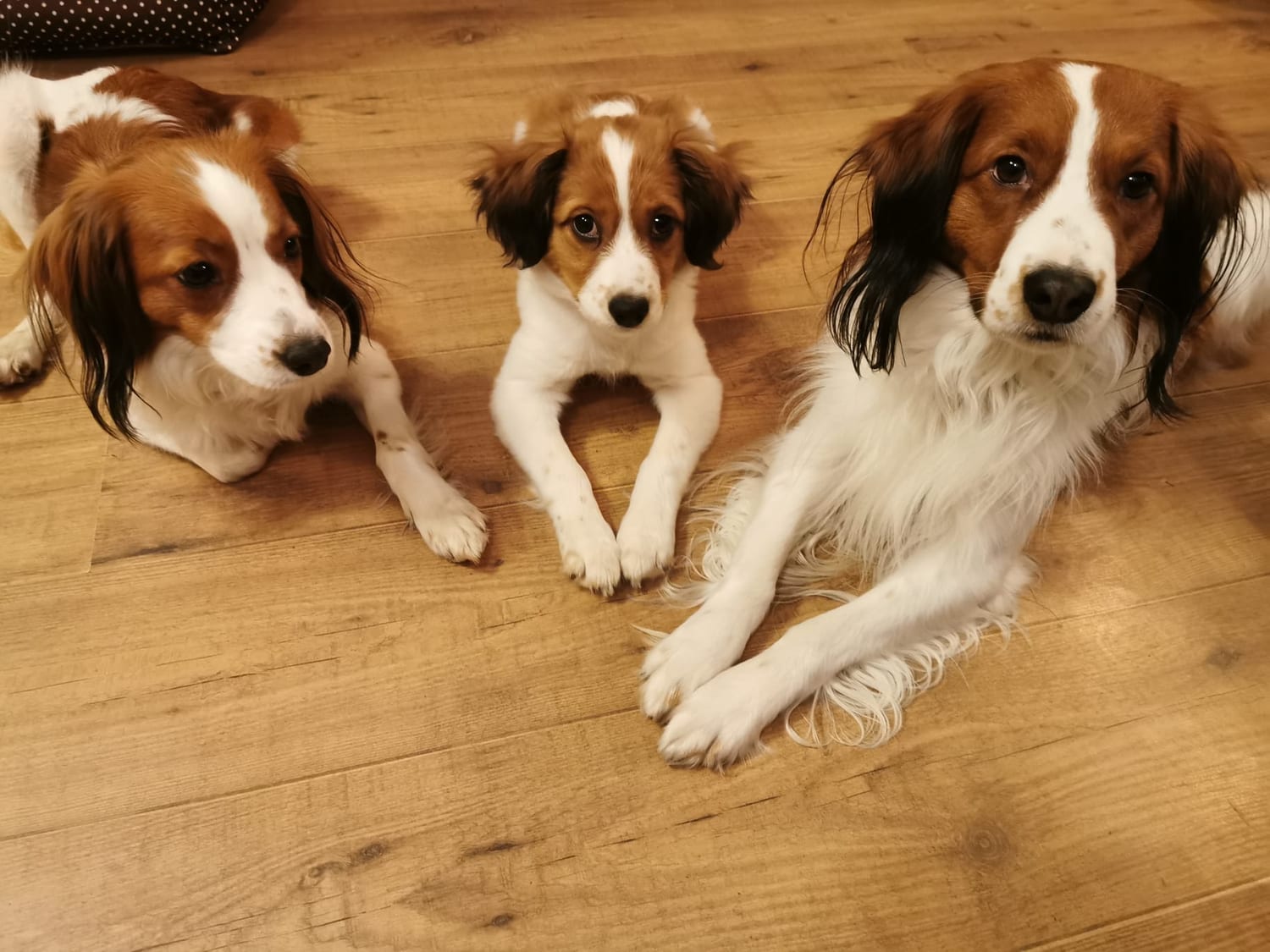 Drei Kooikerhondje-Hunde der Bibertaler Hundeschule liegen entspannt auf dem Boden
