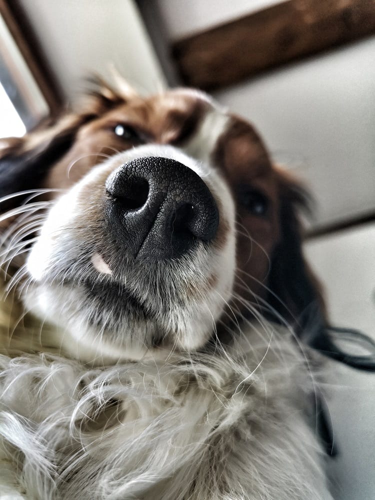 Kooikerhondje der Bibertaler Hundeschule aus der Nähe