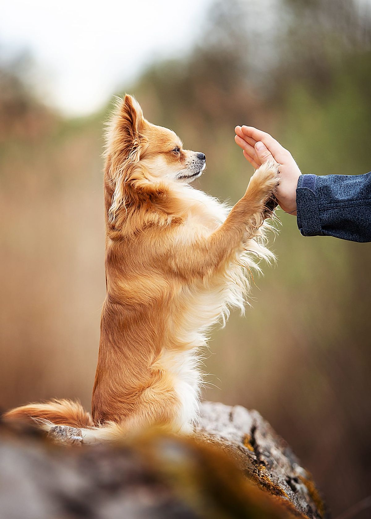 Ein langhaariger Chihuahua gibt einer Menschenhand High Five vor herbstlichem Hintergrund