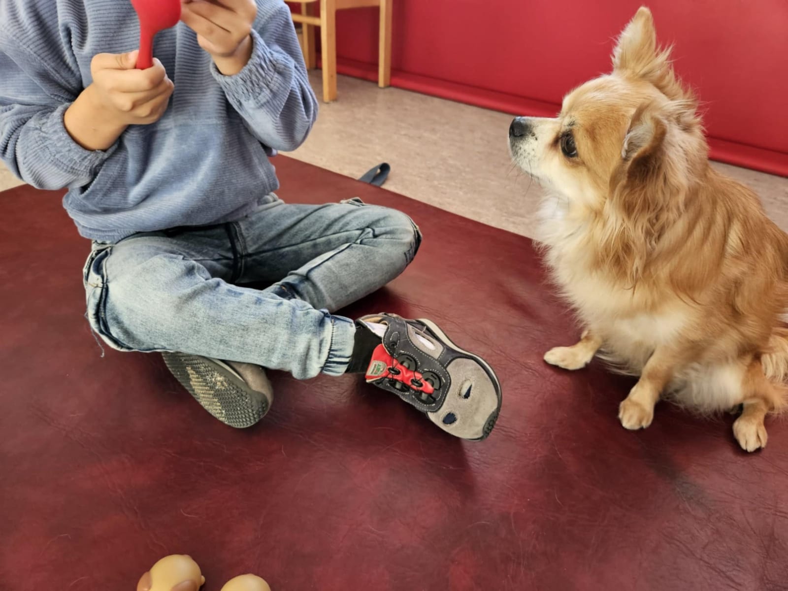Ein Chihuahua sitzt als Schulhund neben einem Kind auf einer roten Matte im Klassenzimmer