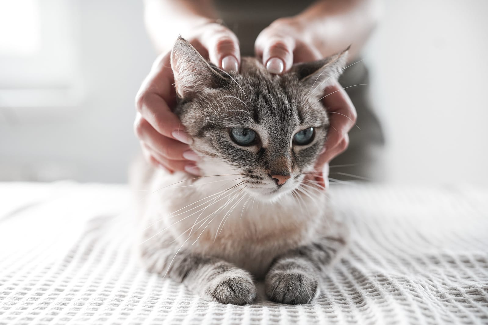 Katze wird auf einer Decke behandelt