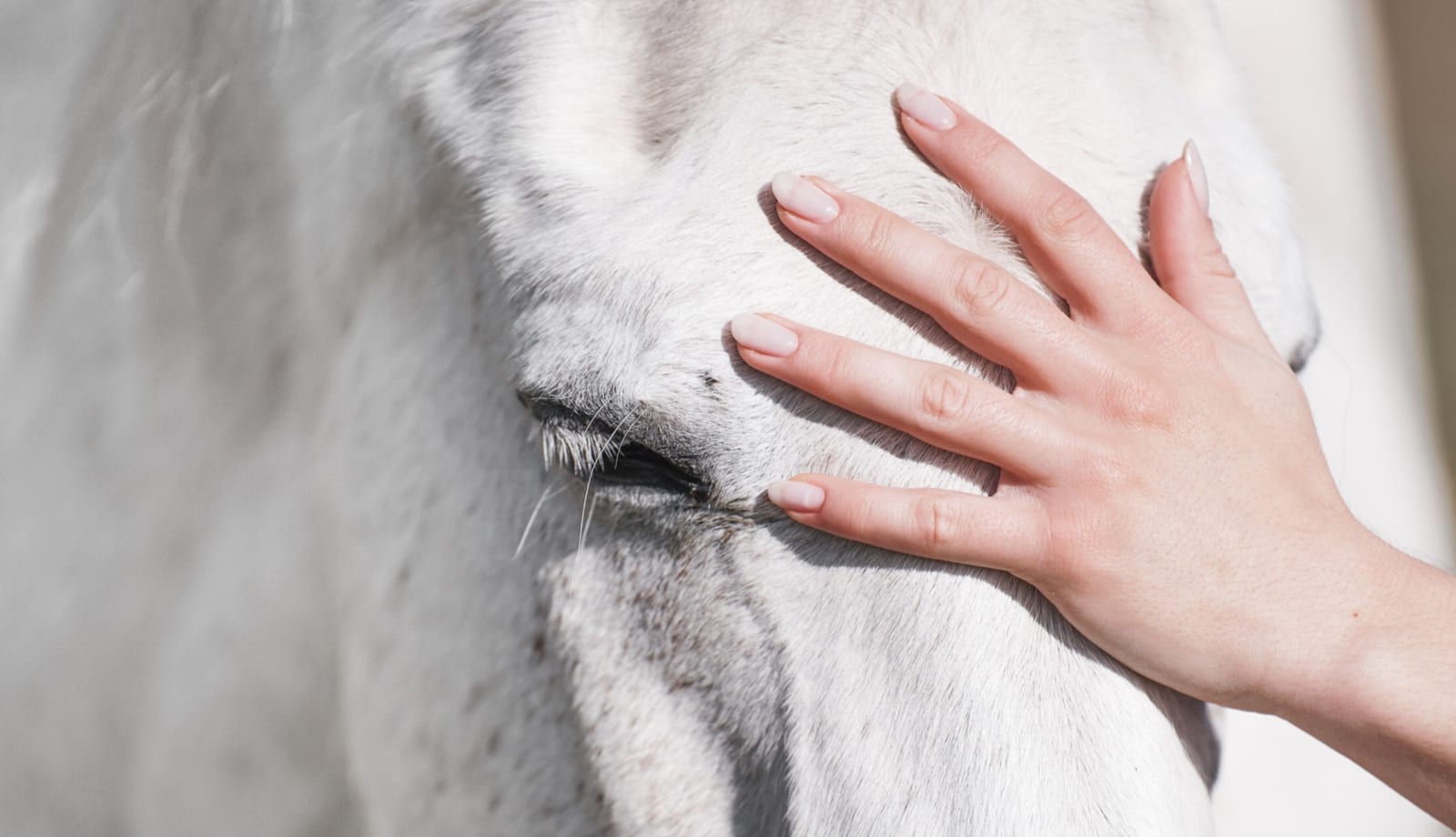 Hand liegt ruhig auf dem Fell eines Pferdes