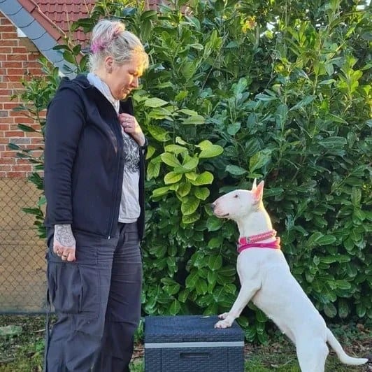 Jennifer Schürmann trainiert ihren weißen Bullterrier im Garten