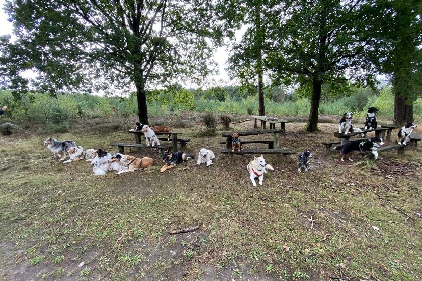 Aussie-Gruppe in der Lüneburger Heide