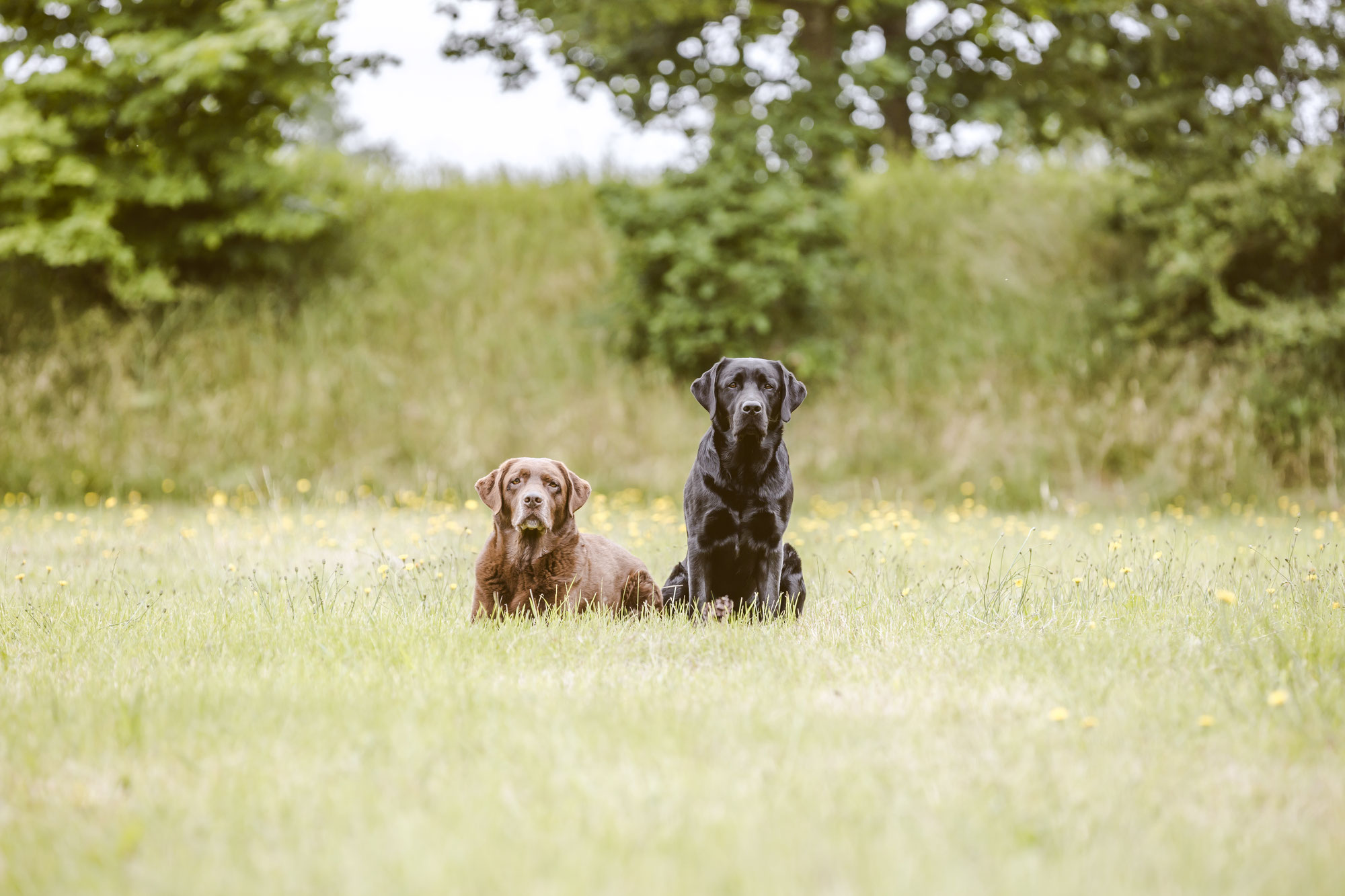 DOGTIME — Christoph mit seinen Hunden
