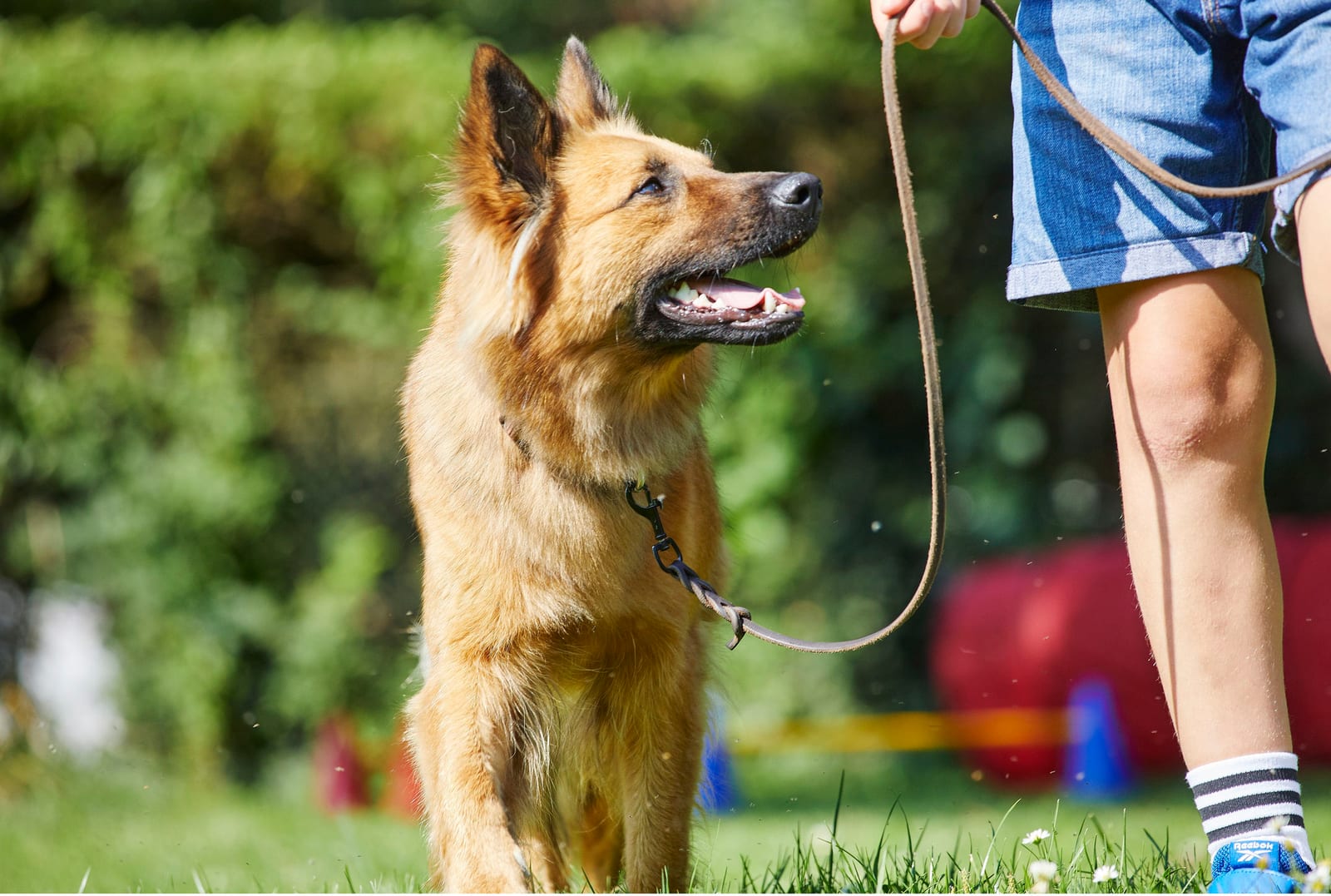 Hund schaut seiner Halterin aufmerksam ins Gesicht