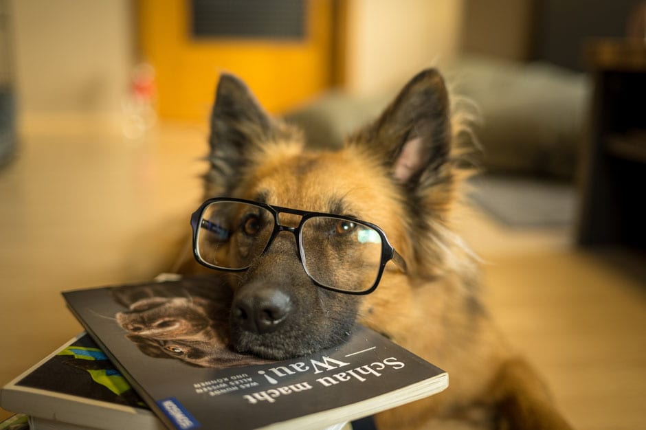 Hund mit Brille liegt auf einem Hundebuch