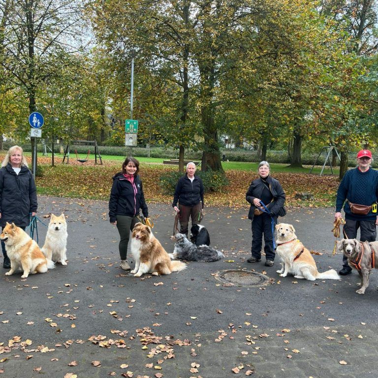 Gruppenstunde von Du und Dein Hund: fünf Mensch-Hund-Teams trainieren in einem Park im Westerwald