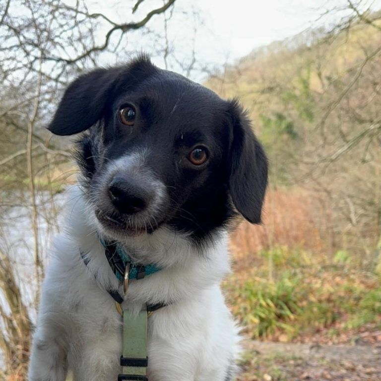 Junger Hund mit Geschirr auf einem Waldweg