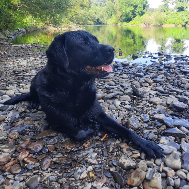Schwarzer Labrador liegt am Kiesufer eines Flusses