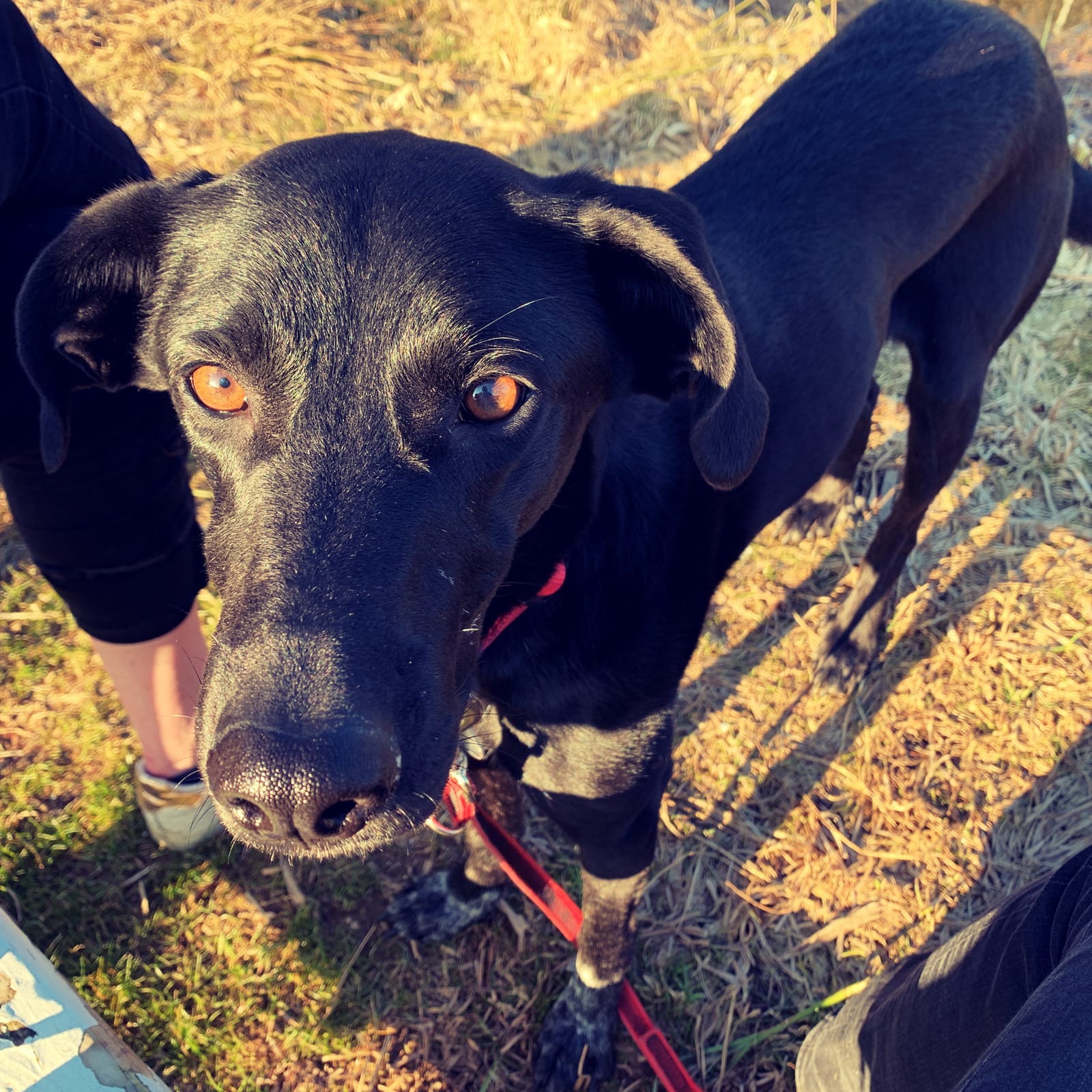 Figo, der namensgebende Hund der Hundeschule