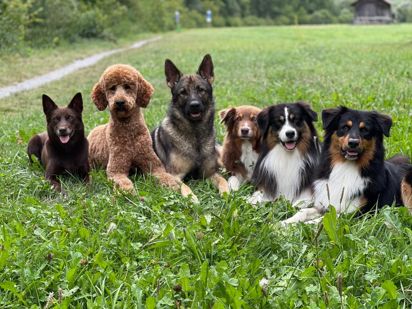 Sechs Hunde verschiedener Rassen liegen nebeneinander in einer Wiese und schauen in die Kamera