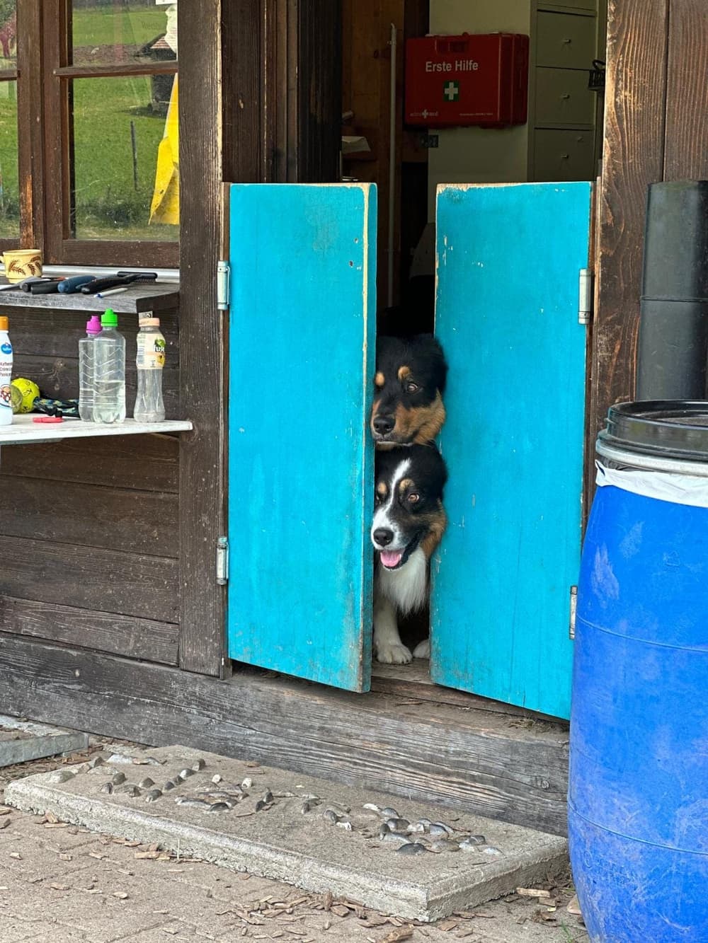 Zwei Australian Shepherds schauen neugierig durch eine türkis gestrichene Stalltür