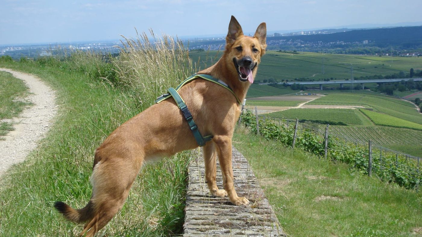 Curie auf einer Mauer vor Weinbergen