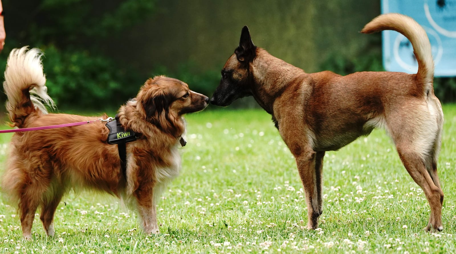 Zwei Hunde an der Leine begegnen sich auf einer Wiese und beschnuppern sich vorsichtig Nase an Nase