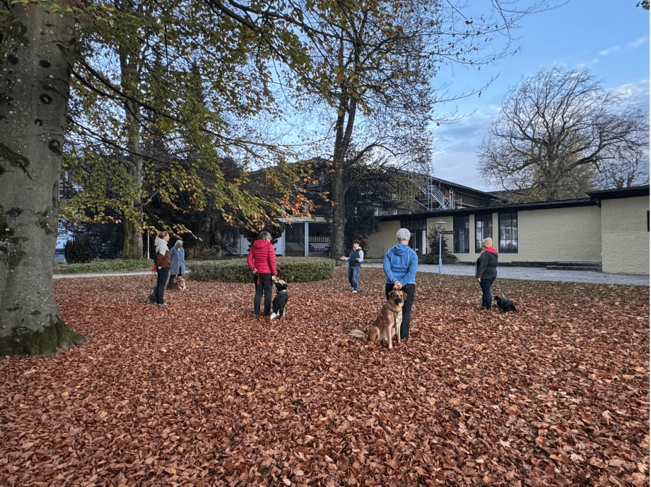 Lernspaziergang im Herbst: fünf Menschen mit ihren Hunden stehen mit Abstand zueinander in einem Park voller Buchenlaub