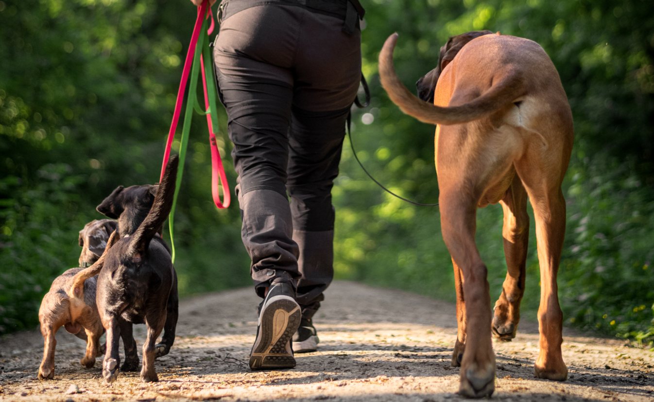 Mensch geht mit mehreren Hunden an lockerer Leine über einen Sandweg