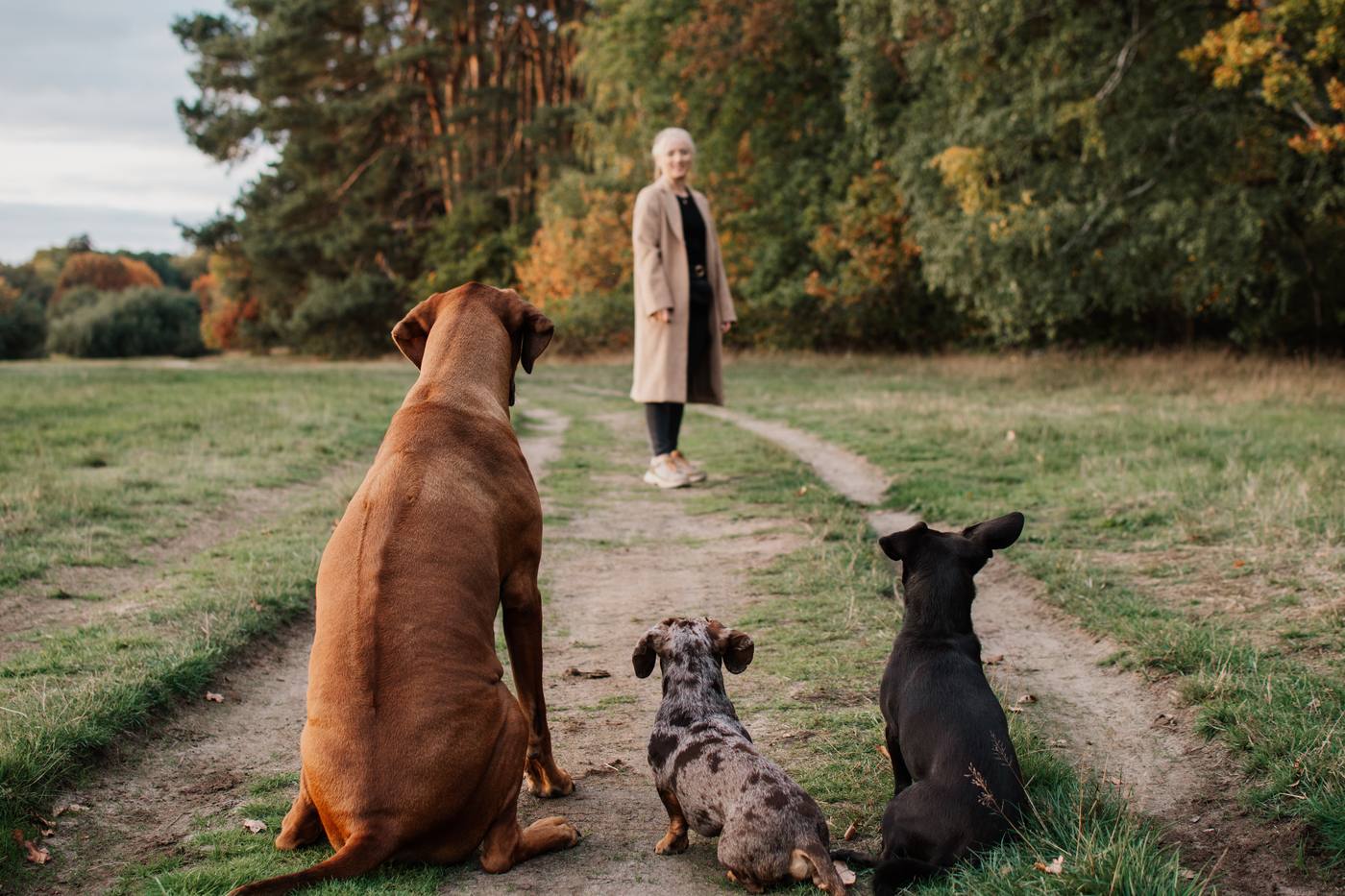 HundeGunst Seite