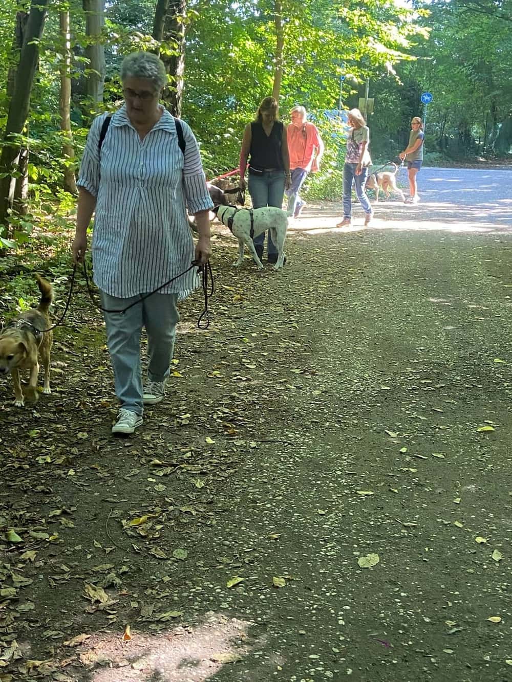 Social Walk der Hundeschule SUPERDOG — Gruppe beim Lernspaziergang