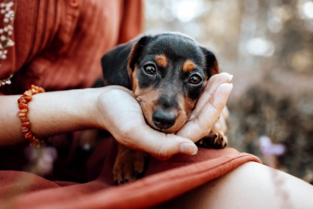 Welpe in den Armen — Welpenschule bei SUPERDOG