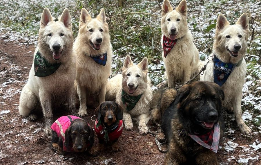 Hunderudel mit hundevoll-Halstüchern sitzt brav im Wald