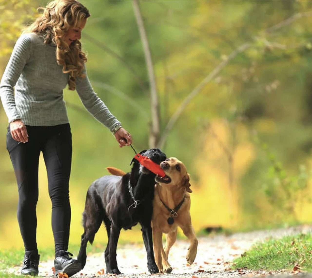 Alexandra spielt auf einem Herbstweg mit ihren beiden Labradoren, die gemeinsam einen orangen Dummy tragen