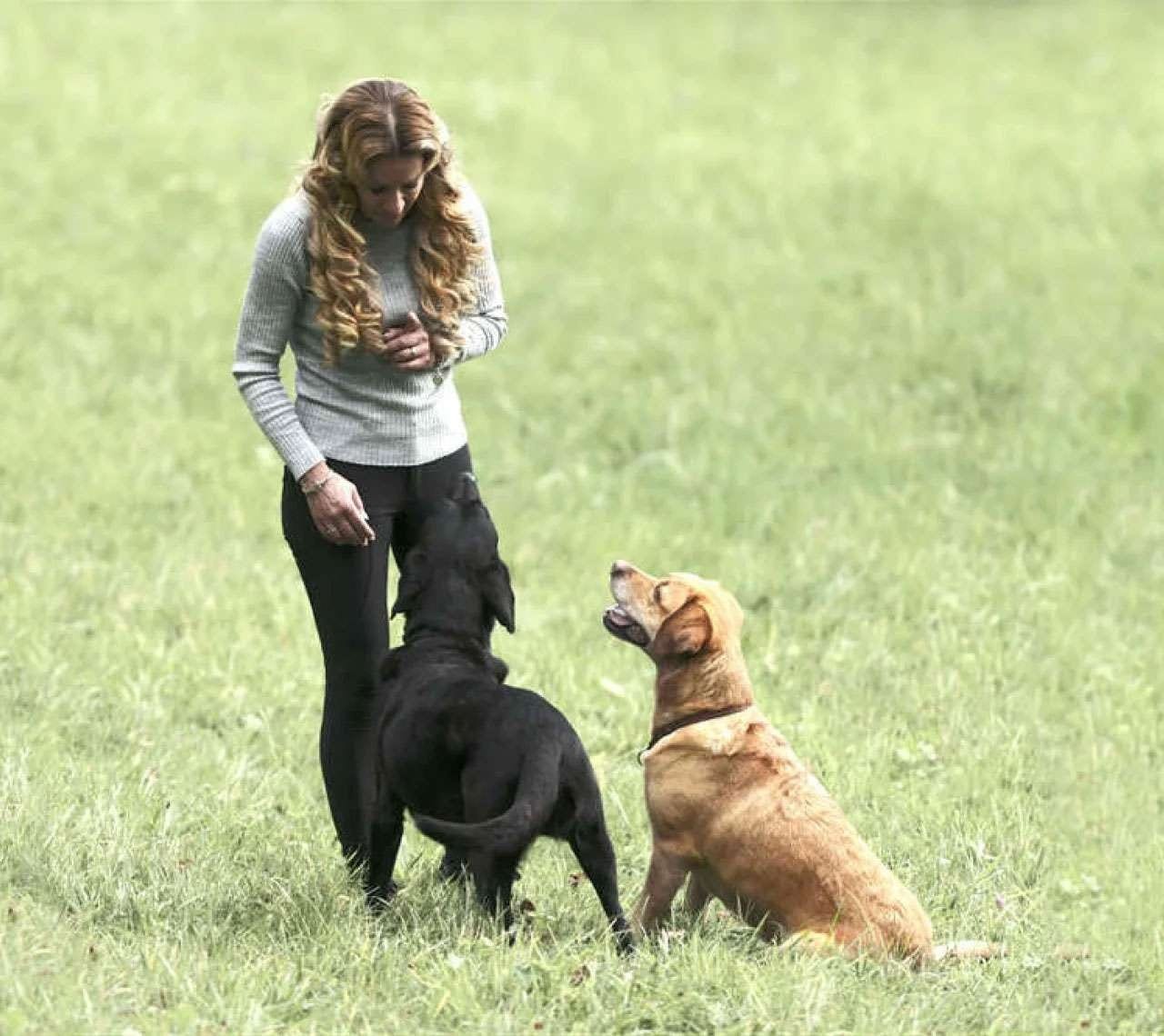 Alexandra Osterkorn auf einer Wiese, ihr schwarzer und ihr foxred Labrador sitzen vor ihr und schauen zu ihr hoch