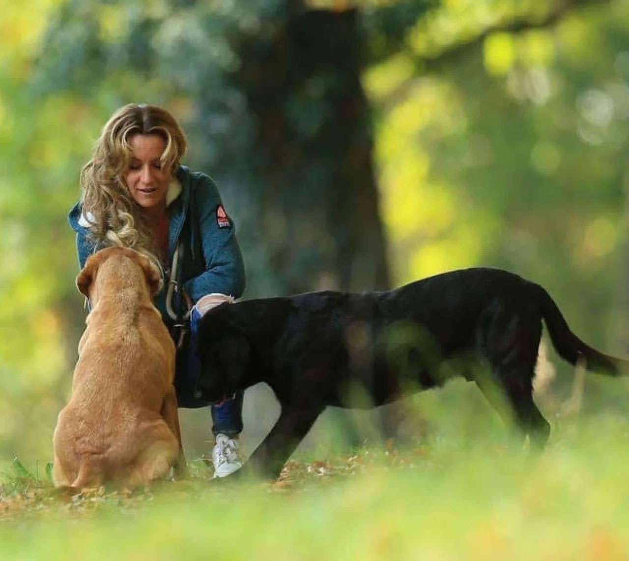 Alexandra kniet im Wald zwischen ihren beiden Labradoren und legt dem schwarzen das Geschirr an