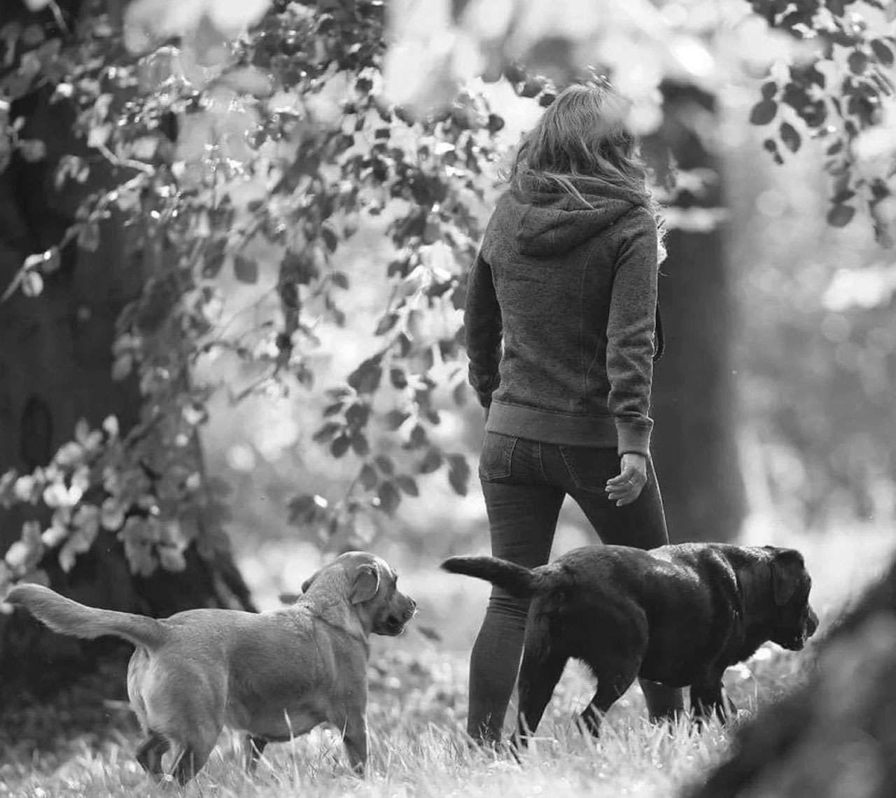 Schwarzweißfoto: Alexandra geht mit ihren beiden frei laufenden Labradoren durch einen lichten Wald