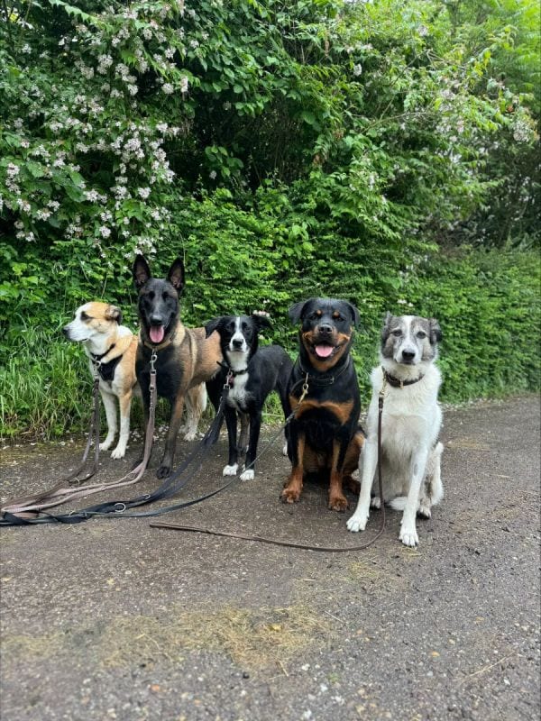 Fünf Hunde sitzen ruhig nebeneinander vor einer blühenden Hecke