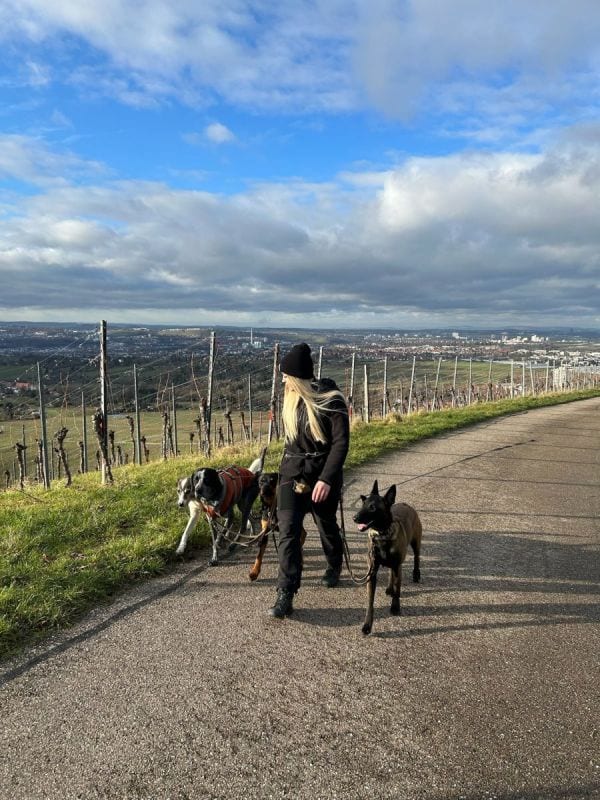 Kim Litzinger geht mit drei Hunden auf einem Weinbergweg, Stuttgart-Panorama im Hintergrund