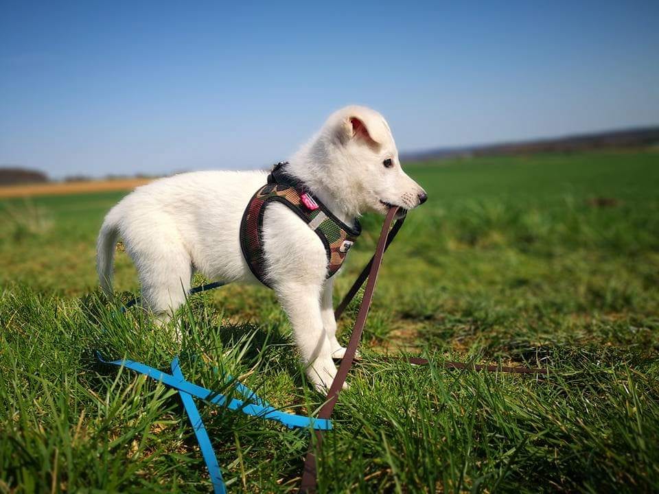Weißer Schäferhund-Welpe im Feld bei der Hundeschule Nidda-Nasen