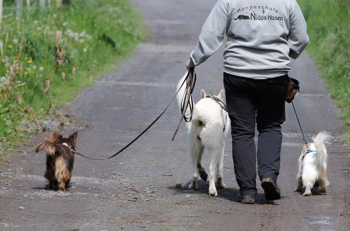 Caroline auf einem Social Walk mit mehreren Hunden an der Leine