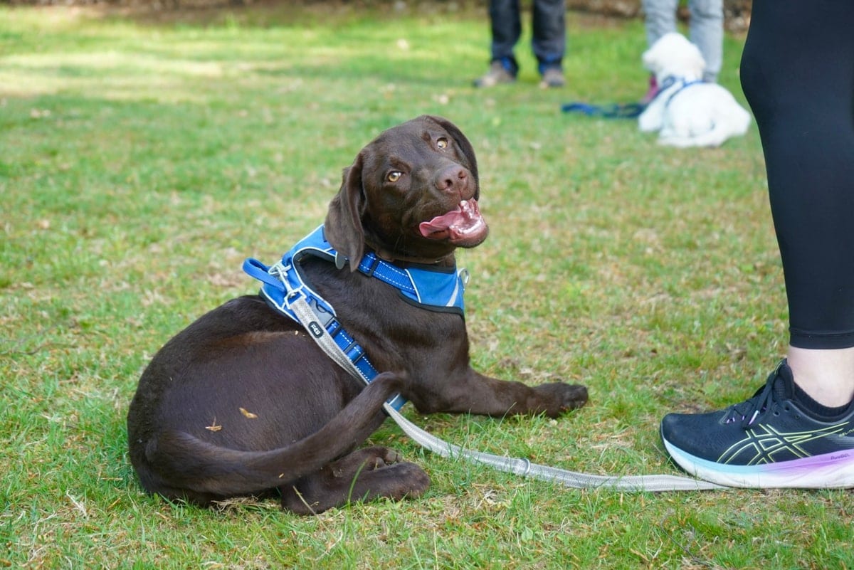 Junger Hund beim Training auf der Wiese der Pfötchenschule Erzgebirge