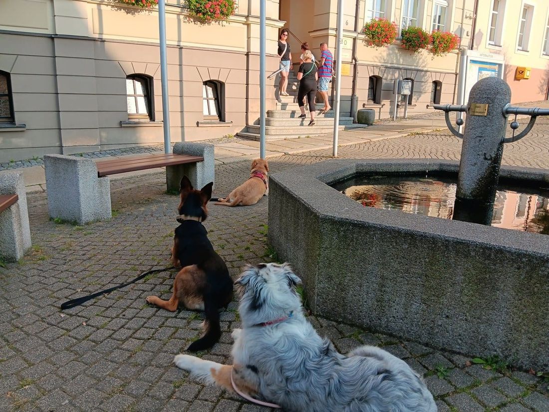 Stadttraining: Hunde liegen entspannt am Marktbrunnen im Erzgebirge