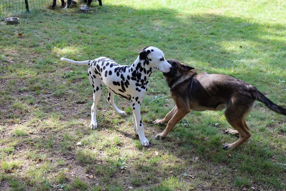 Zwei Hunde beim Sozialkontakt auf dem Trainingsgelände