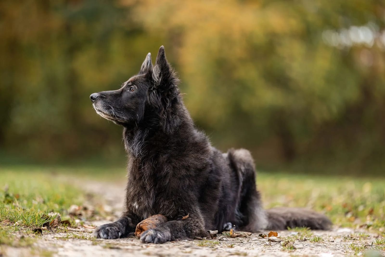 Schäferhündin Maggie liegt aufmerksam auf einem Feldweg im Herbstlicht