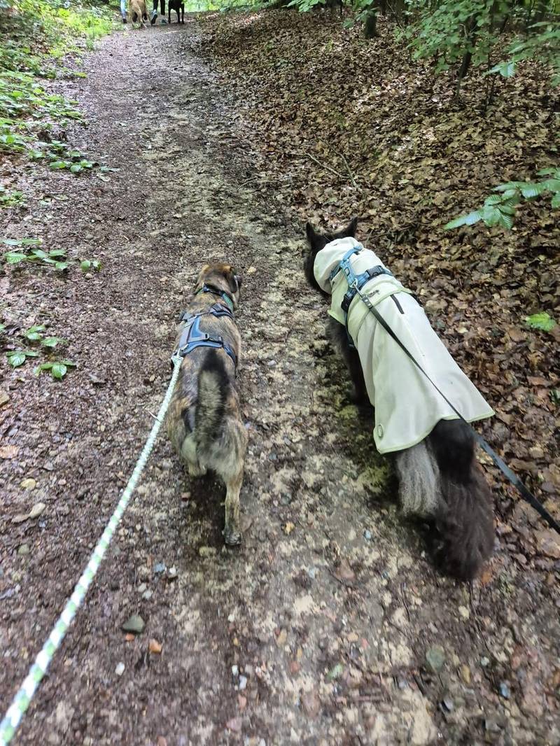 Zwei Hunde laufen nebeneinander über einen Waldweg