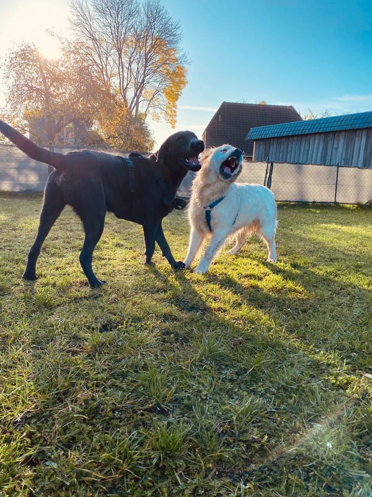 Zwei Hunde spielen auf dem eingezäunten Hundeplatz in der Abendsonne