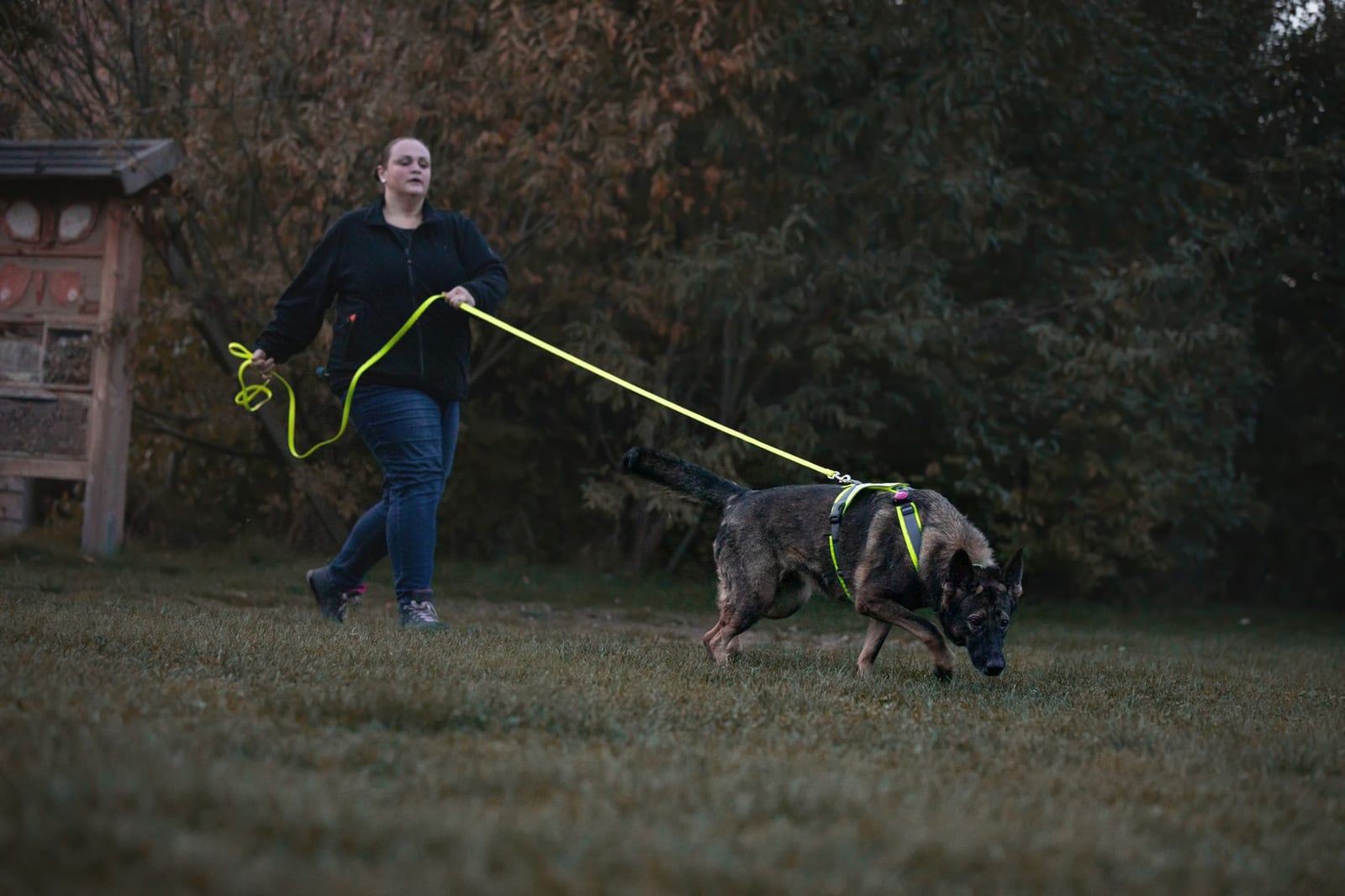 Saskia Dewald beim Mantrailing mit ihrem Schäferhund an der neongelben Trailingleine in der Dämmerung