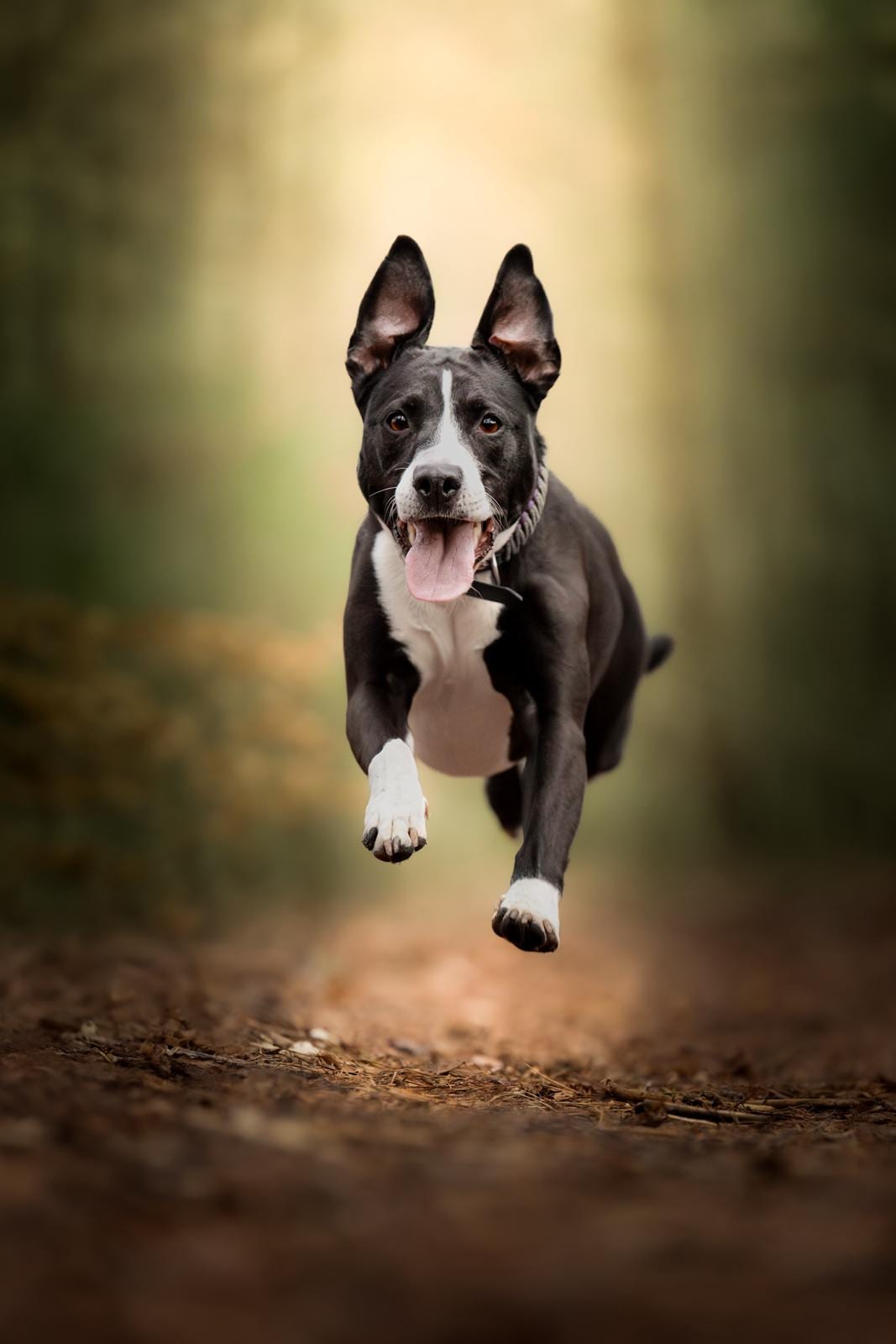 Schwarzer Hund rennt frei auf einen Waldweg zu