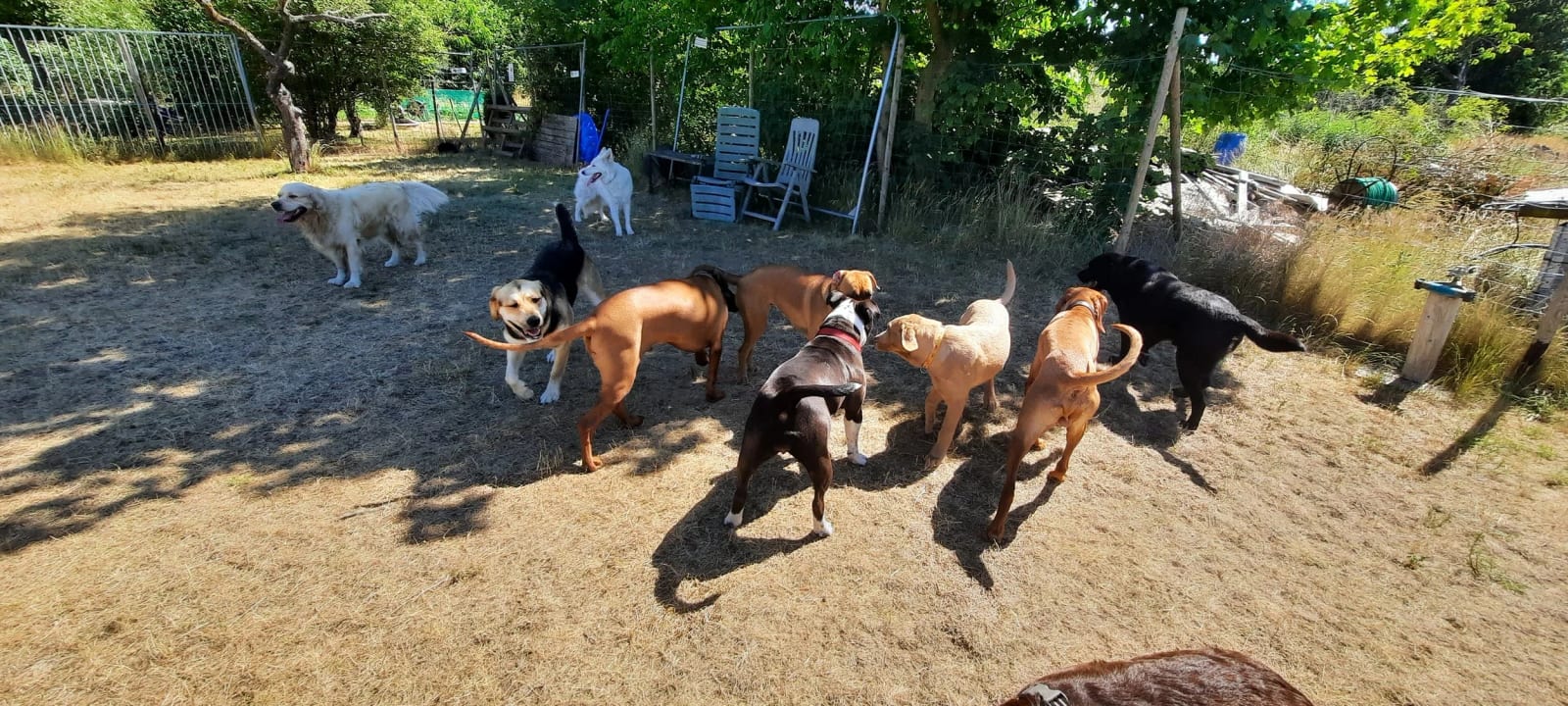 Hundegruppe beim gemeinsamen Training bei Starkes Team in Perleberg