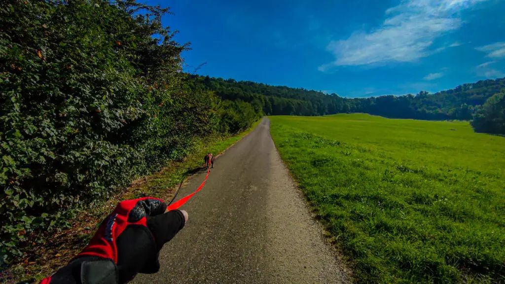 Auf der Spur — Hund auf rotem Geschirr läuft voraus, Wiese und Wald