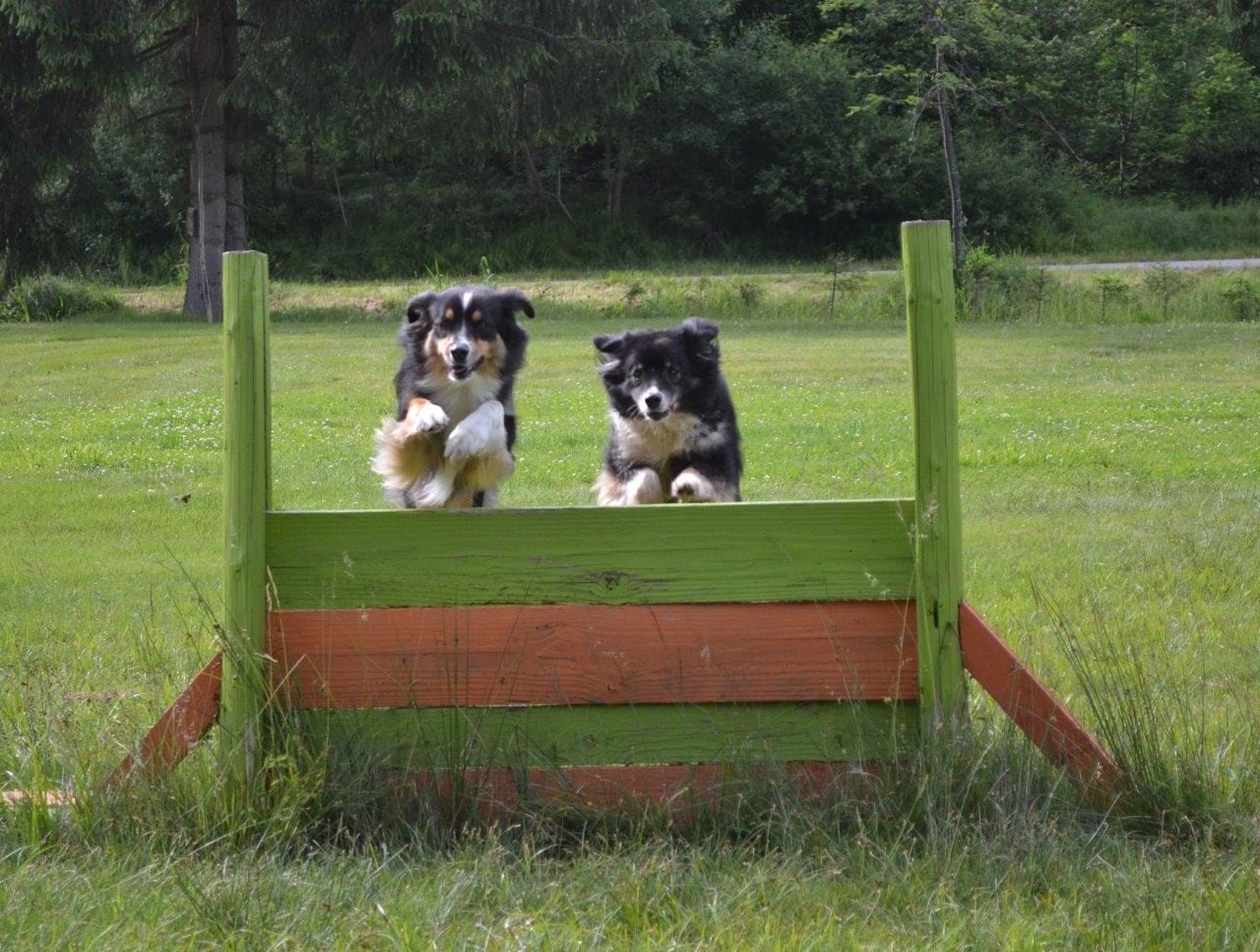 Zwei Australian Shepherds springen über ein Hindernis auf der Wiese