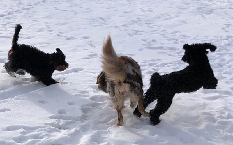 Drei Hunde toben gemeinsam im Schnee