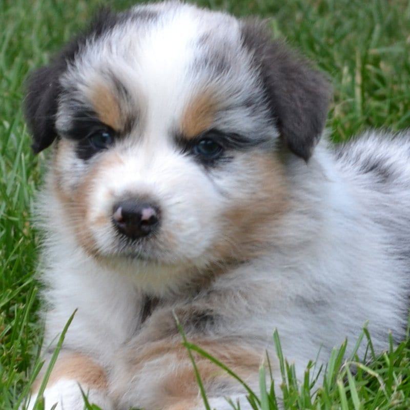 Australian-Shepherd-Welpe im Gras