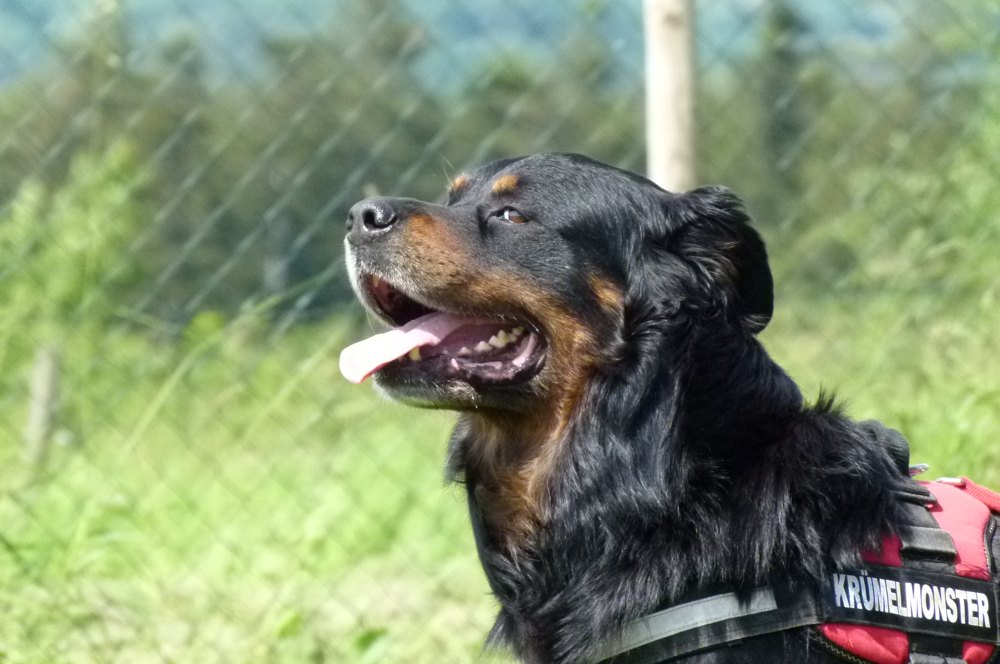 Fröhlicher Hund auf der Wiese